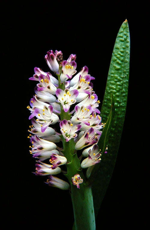 Lachenalia Liliflora - Indigenous South African Bulb - 10 Seeds