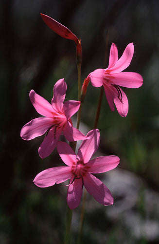 Watsonia Rogersii - Indigenous South African Bulb - 5 Seeds