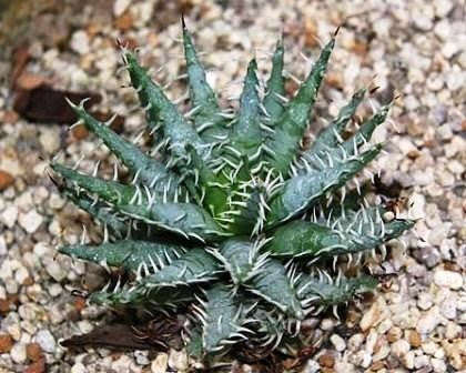 Aloe Melanacantha - Indigenous South African Succulent - 5 Seeds