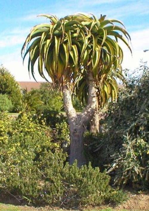 Aloe Thraskii - Indigenous South African Succulent - 10 Seeds