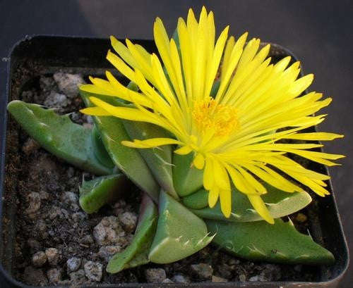 Faucaria Subintegra - Indigenous South African Succulent - 10 Seeds