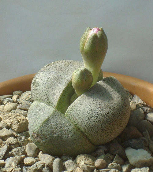 Pleiospilos Bolusii - Indigenous South African Succulent - 10 Seeds