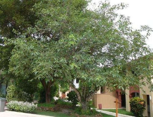 Ficus Lutea - Indigenous South African Fig Tree - 10 Seeds