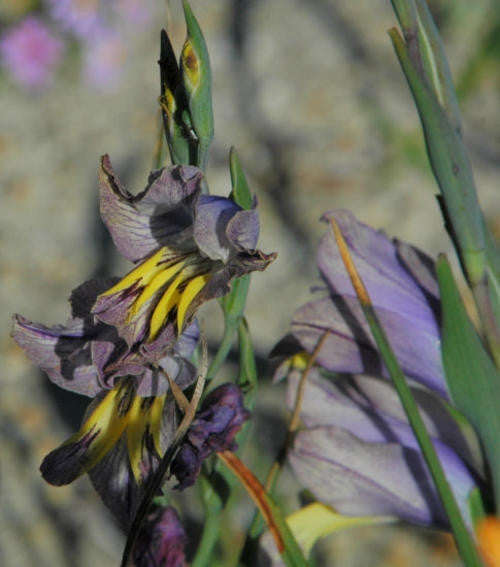 Gladiolus Arcuatus - Indigenous South African Bulb - 5 Seeds