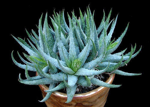 Aloe Humilis - Indigenous South African Succulent - 10 Seeds