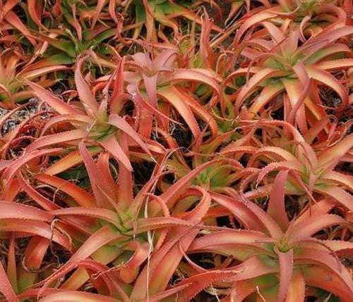 Aloe Vanbalenii - Indigenous South African Succulent - 10 Seeds