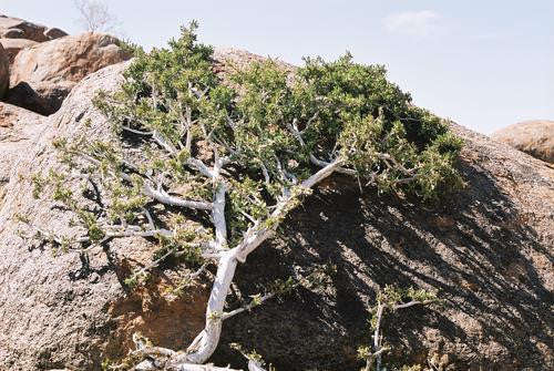 Ficus Cordata - Indigenous South African Fig Tree - 10 Seeds