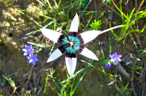 Spiloxene Capensis - Indigenous South African Bulb - 10 Seeds