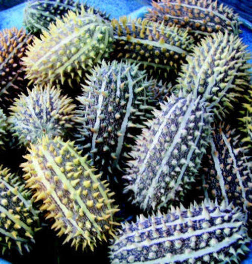 Cucumis Africanus - Indigenous South African Vine - 5 Seeds