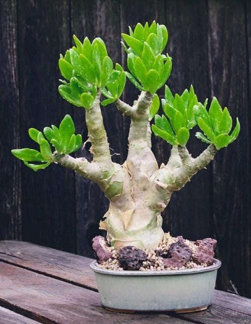 Tylecodon Paniculatus - Indigenous - South African Succulent - 10 Seeds