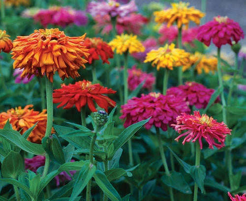 Zinnia Giant Cactus Dahlia Flowered Mix - Annual - Zinnia Elegans - Beautiful Flowers - 100 Seeds