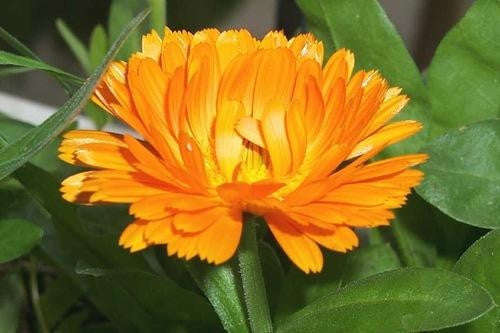 Calendula Pacific Beauty - Calendula Officinalis - Annual Flower - 50 Seeds