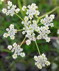Caraway - Carum Carvi - Herb Seeds - 200 Seeds