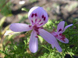 Pelargonium Multicaule ssp Multicaule - Indigenous South African Shrub - 5 Seeds