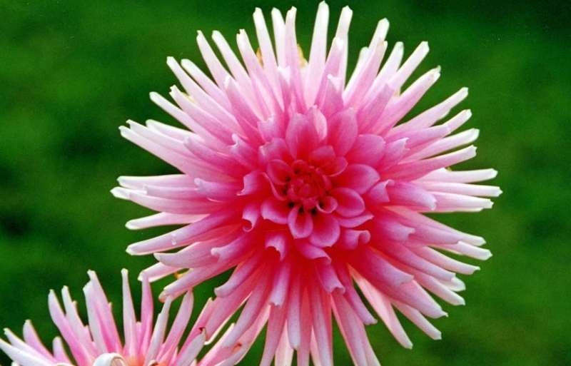 Dahlia Flower Bulbs - Border - Park Princess - 2 Bulbs (Not Seeds)