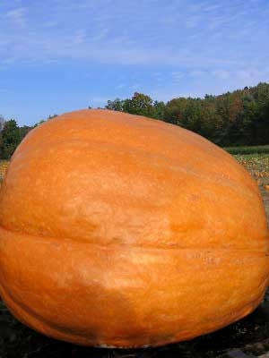 Big Max Pumpkin - Heirloom Vegetable - 10 Seeds