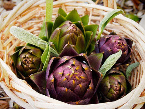 Purple Romagna Artichoke - Heirloom Vegetable - 5 Seeds