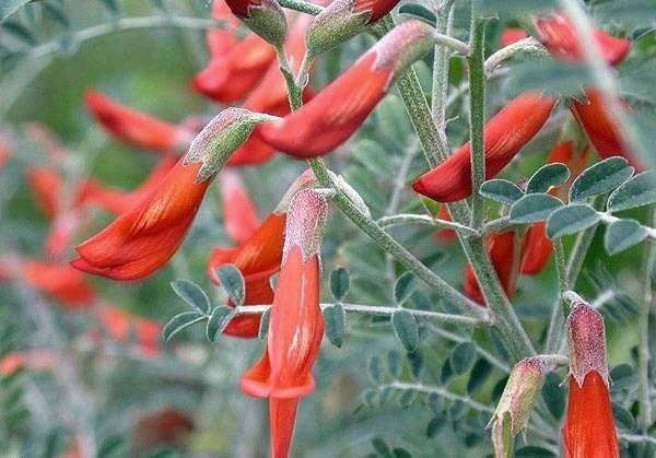 Sutherlandia / Lessertia frutescens - Cancer Bush - Indigenous South African Shrub - 10 Seeds