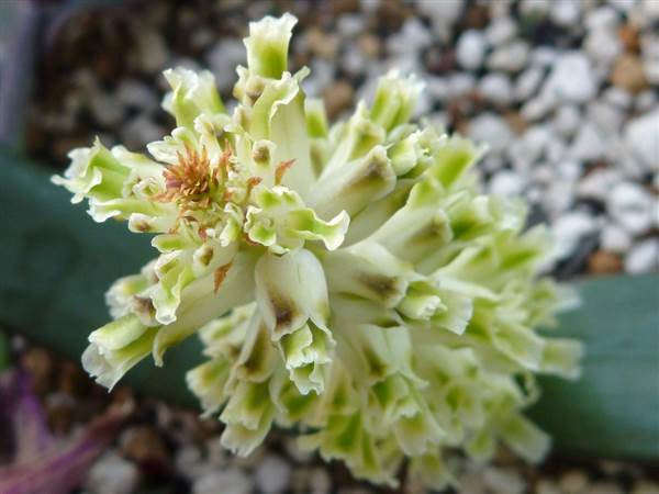 Lachenalia congesta - Indigenous South African Bulb - 10 Seeds