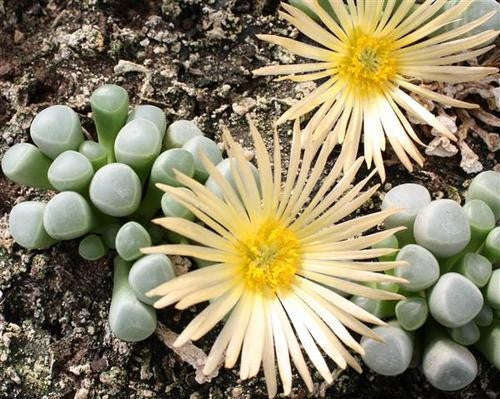 Fenestraria rhopalophylla ssp aurantiaca - Babies Toes - Indigenous South African Succulent - 10 ...
