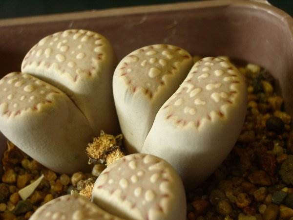 Lithops julii ssp. Fulleri - Living Stones - Indigenous South African Succulent - 10 Seeds