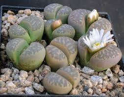 Lithops marmorata framesii - Living Stones - Indigenous South African Succulent - 10 Seeds