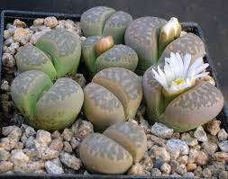 Lithops marmorata framesii - Living Stones - Indigenous South African Succulent - 10 Seeds
