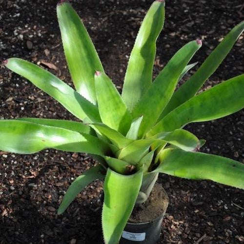 Kalanchoe cruenta - Exotic Succulent - 10 Seeds