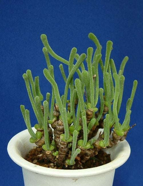 Monilaria Pisiformis - String of Pearls - Indigenous South African Succulent - 10 Seeds