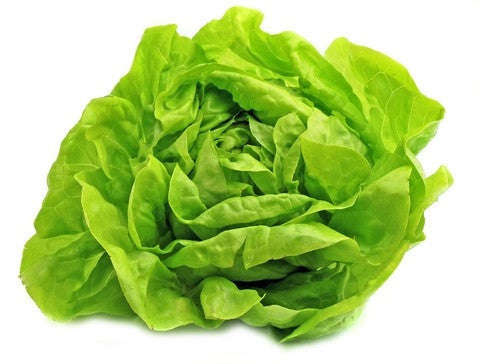 Buttercrunch Butterhead Lettuce - ORGANIC - Heirloom Vegetable - 100 Seeds