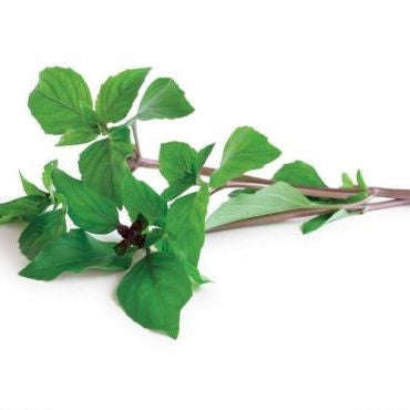 Cinnamon Basil - ORGANIC - Herb - 50 Seeds