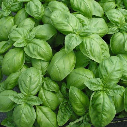 Sweet Genovese Basil- ORGANIC - Herb - 100 Seeds
