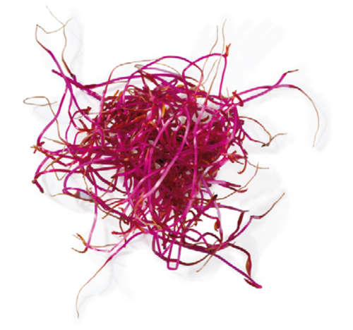 Beetroot - Sprouting / Microgreen Seeds - 500 Grams