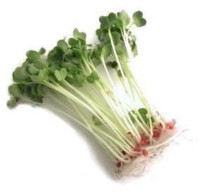 Japanese Radish - Sprouting / Microgreen Seeds - 1kg
