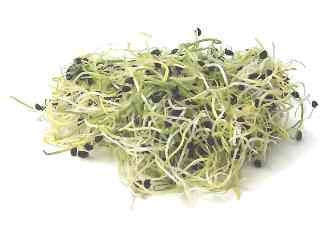 Onion - Sprouting / Microgreen Seeds - 100 gram