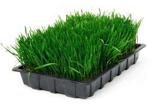 Wheatgrass - Sprouting Seeds - 500 grams
