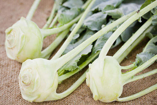 White Vienna Kohlrabi - Bulk Vegetable Seeds - 50 grams