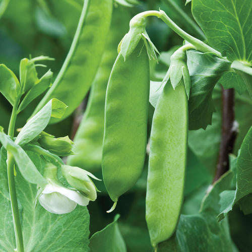 Kennedy Mange Tout Peas - Bulk Vegetable Seeds - 200 grams