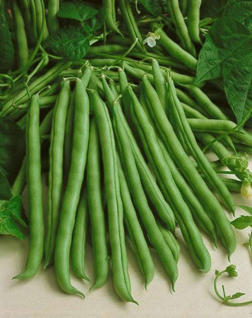 Blue Lake Pole Beans - ORGANIC - Heirloom Vegetable - 10 Seeds