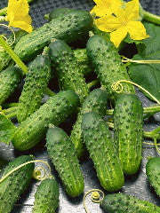 Calypso Pickling Cucumber - ORGANIC - Heirloom Vegetable - 10 Seeds