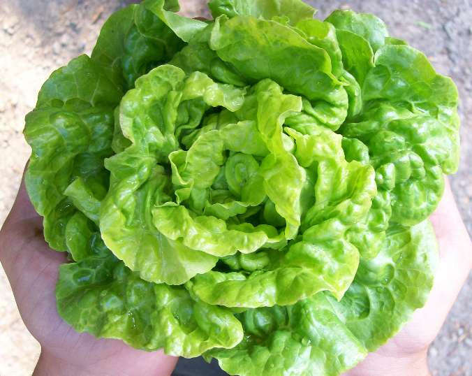 Tom Thumb Lettuce - ORGANIC - Heirloom Vegetable - 100 Seeds