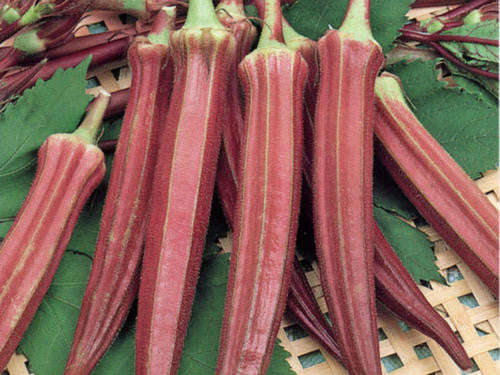 Red Burgundy Okra - ORGANIC - Heirloom Vegetable - 50 Seeds