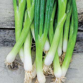 Evergreen White Bunching Spring Onion - ORGANIC - Heirloom Vegetable - 50 Seeds