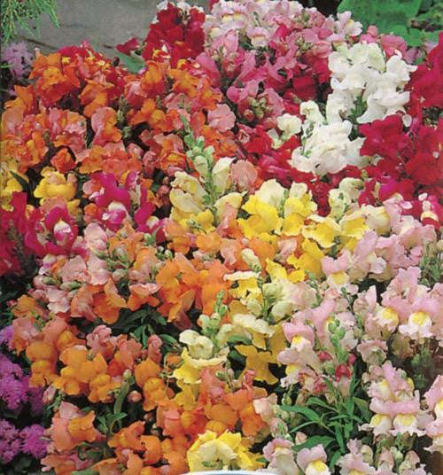 Antirrhinum Tom Thumb Mix - Antirrhinummajus pumilum - Annual Flower - 1000 Seeds