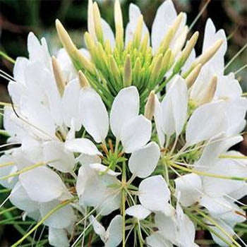 White Queen Cleome Spider Flower - Cleome Hassleriana - Annual Flower - 50 Seeds
