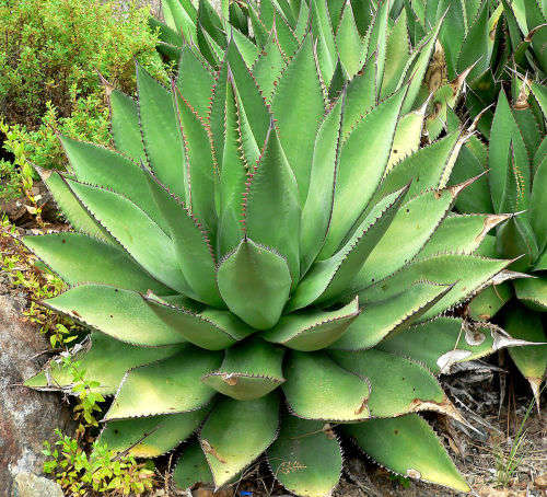 Agave shawii - exotic succulent - 5 seeds