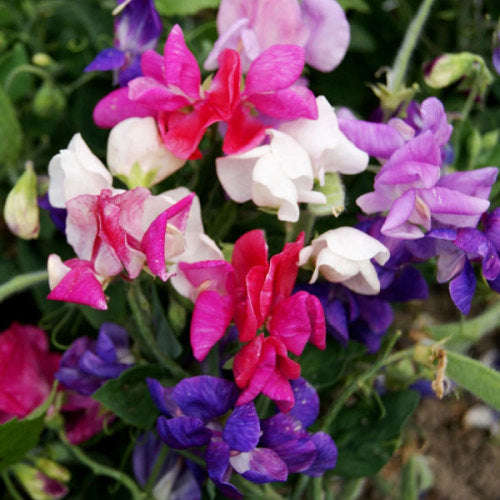 Sweet Pea Cupid Mix - Annual flower - 20 seeds