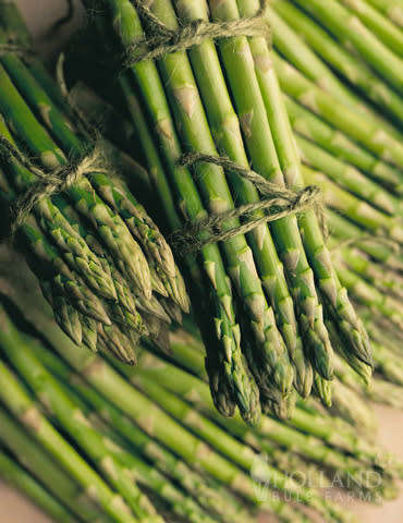 Mary Washington Asparagus - Asparagus officinalis - Organic Heirloom Vegetable - 5 seeds