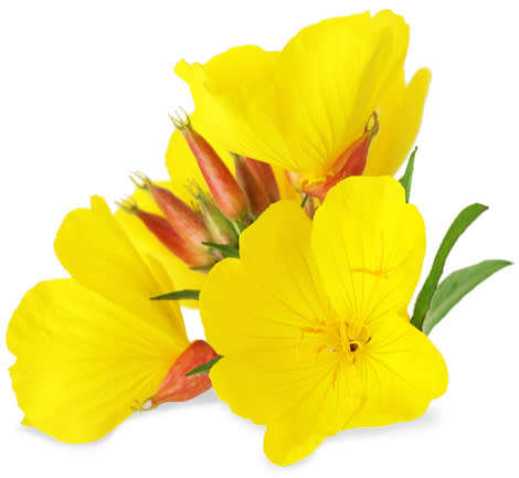 Evening Primrose - Oenothera biennis - Organic Heirloom Flowering Herb - 100 seeds