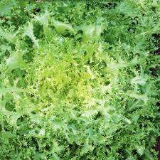 St Laurent Endive - Cichorium endivia - Organic Heirloom Vegetable - 100 seeds